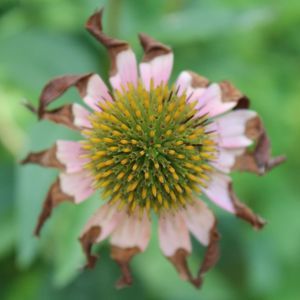 Meet your Posher, Diana